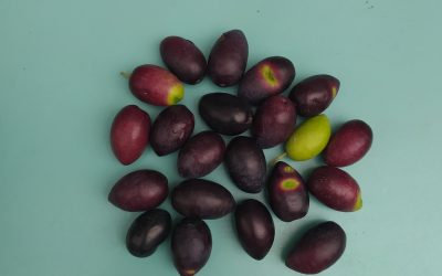les Olives de la cour saint pierre