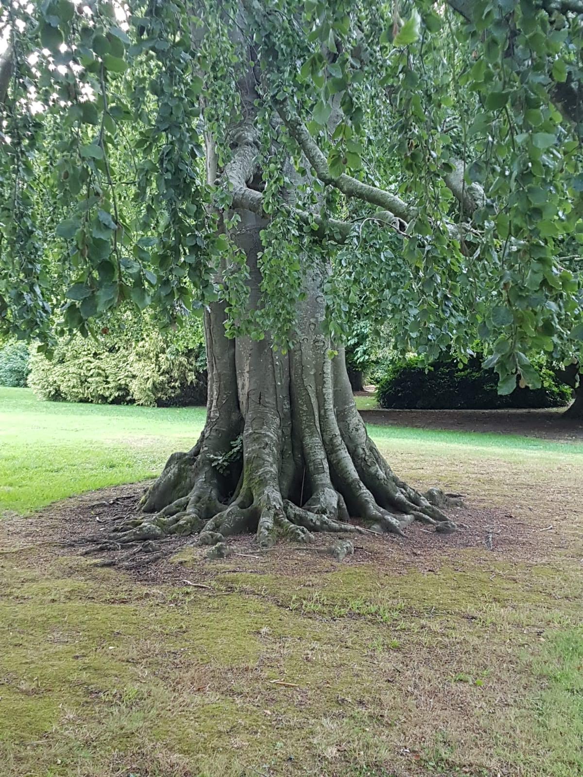 arbre de vie Yang